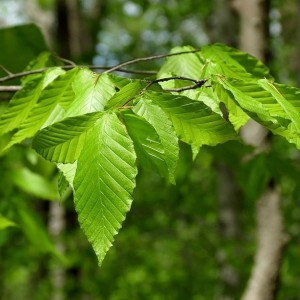 Саженец бука Лесного Крупнолистого ( от 15)