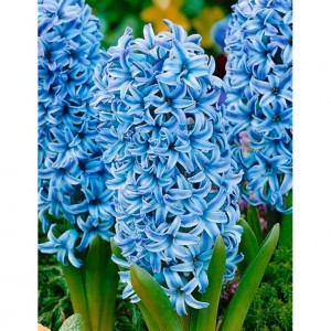 Луковица гиацинта Голубой Гигант (Blue Giant)