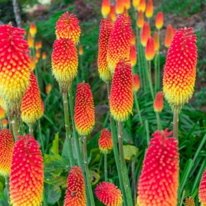 Саженец книфофии ягодной Файер Флэйм (Fair Flame)