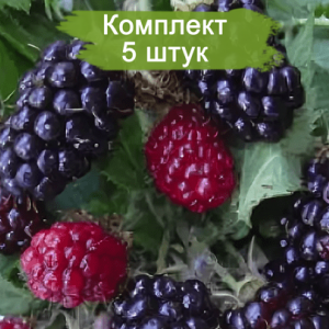 Саженцы ежевики Силван (Silvan) -  комплект 5 шт.