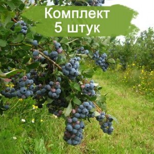 Саженцы голубики Джерси (Jersey) -  комплект 5 шт.