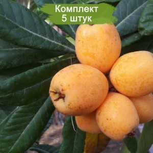 Саженцы мушмулы японской Шампань (Champagne) -  комплект 5 шт.