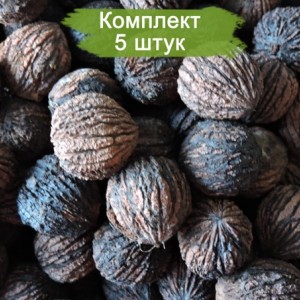 Саженцы ореха черного Эмма К (Emma-K) -  комплект 5 шт.