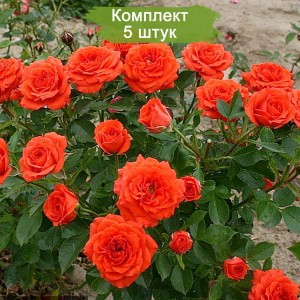 Саженцы чайно-гибридной розы Оранж Бейби (Baby Orange) -  комплект 5 шт.