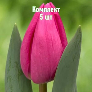 Комплект 5шт / Тюльпан Линкольн