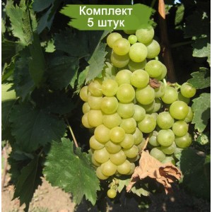 Саженцы винограда Мускат Московский (Поздний/Белый) -  комплект 5 шт.