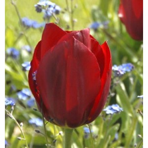 Луковица тюльпана Паллада (Pallada)