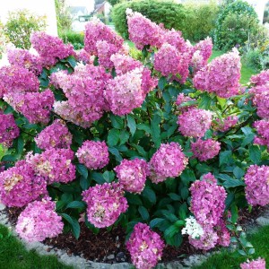 Саженец гортензии метельчатой Сандей Фрайз (Sundae Fraise)