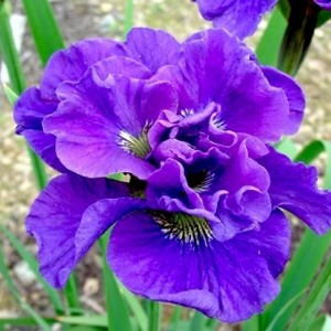 Саженец ириса сибирского Конкорд Краш (Concord Crus)